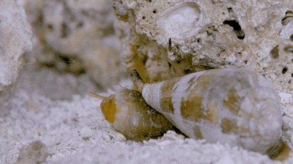 cone snail swallowing fish