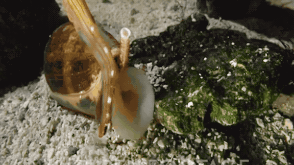 cone snail fish being swallowed whole by cone snail
