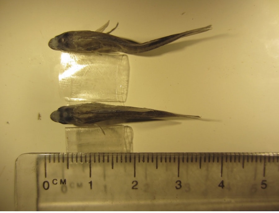 Comparison of two fish