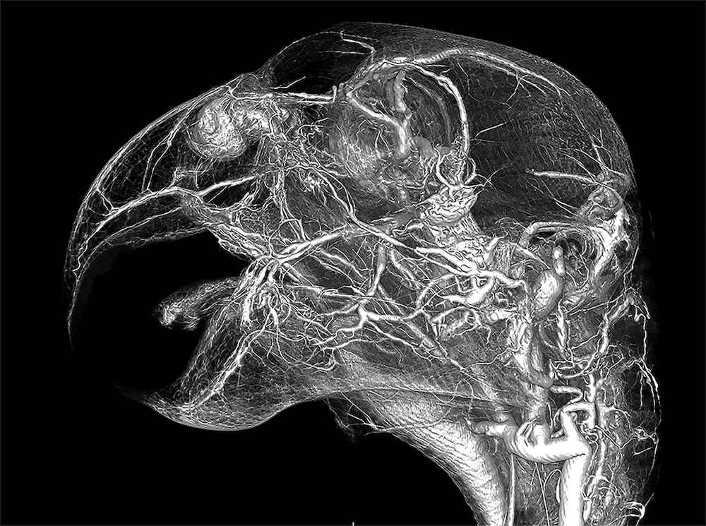 CT scan of grey parrot head