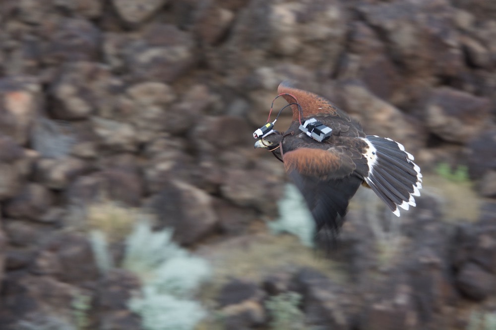 hawks flying with camera equipment