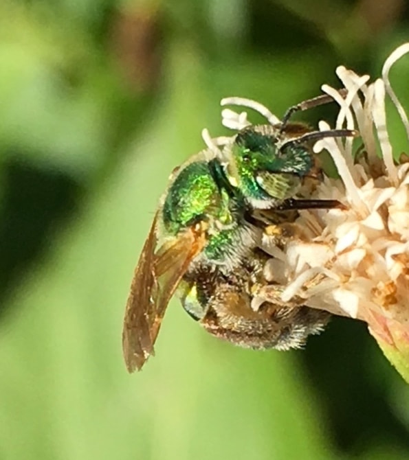 metallic green bee, side of head on a flower