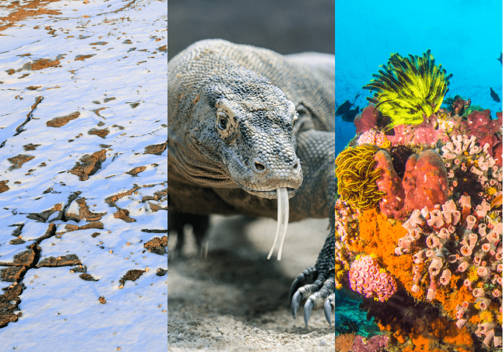 permafrost, komodo dragon, and coral reef