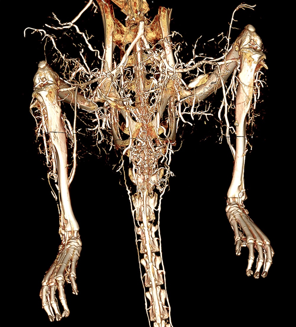 CT scan of rear legs of mouse