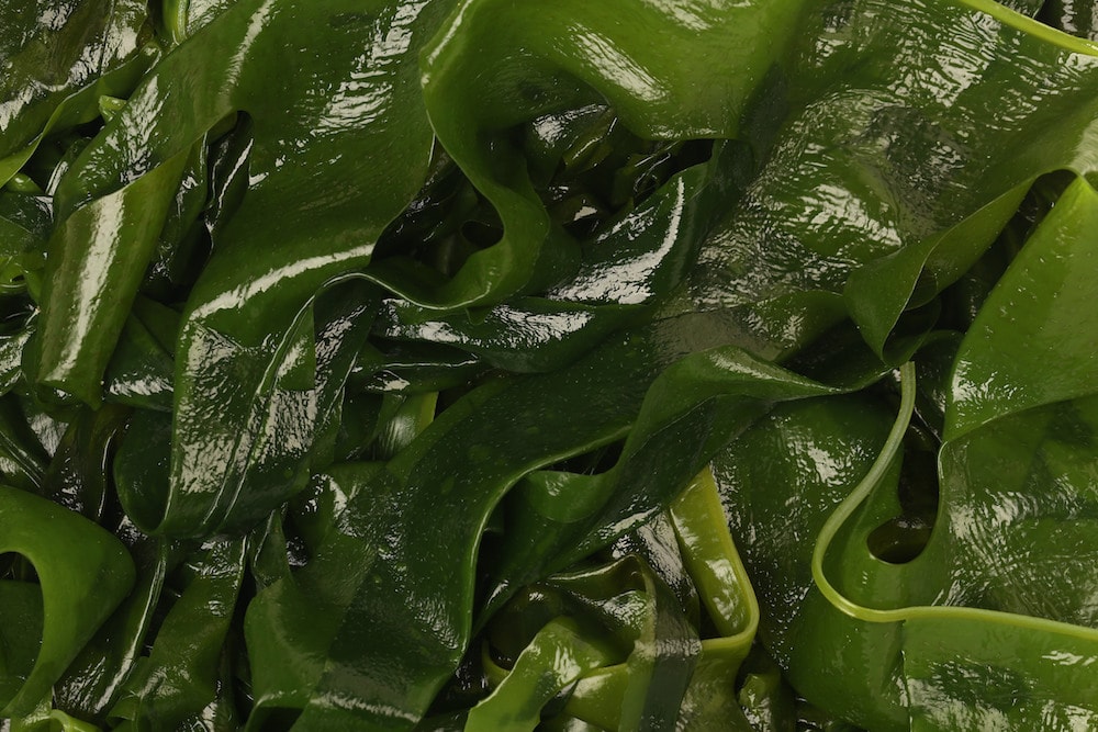 close up of green kelp