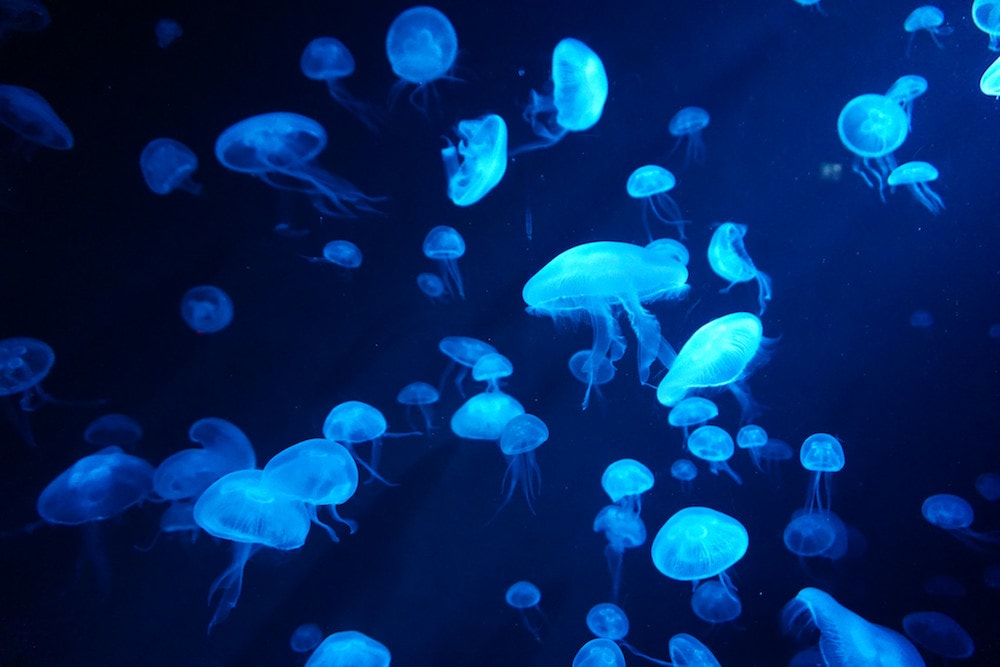 many jellyfish