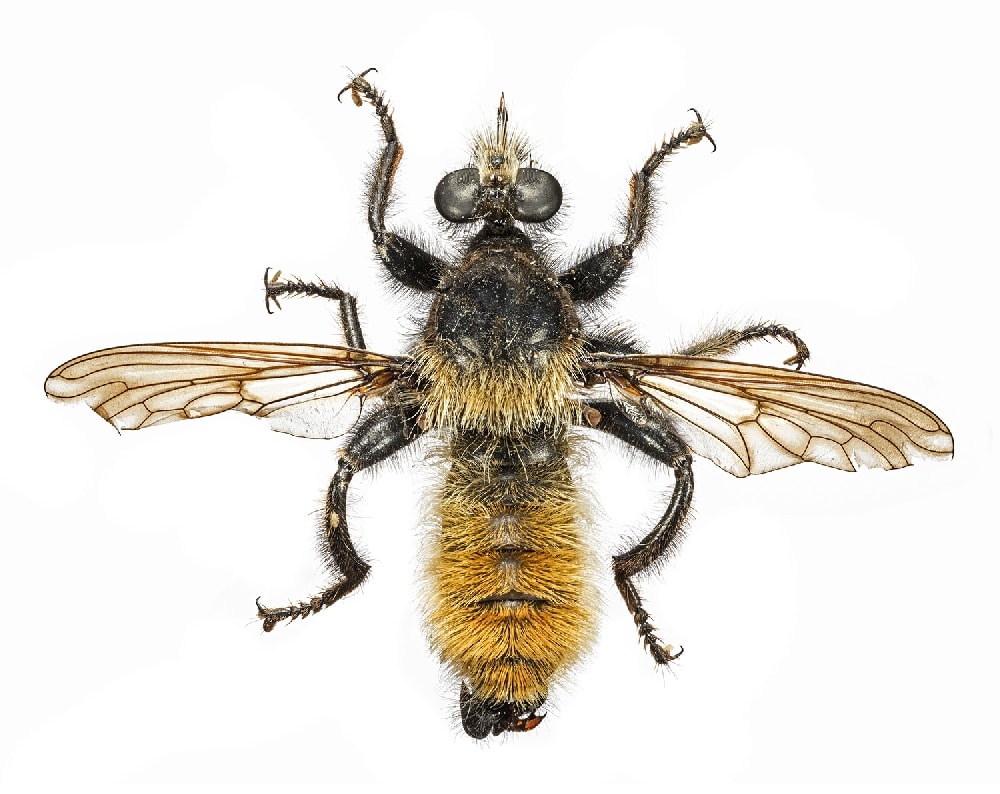 Bumblebee robber fly