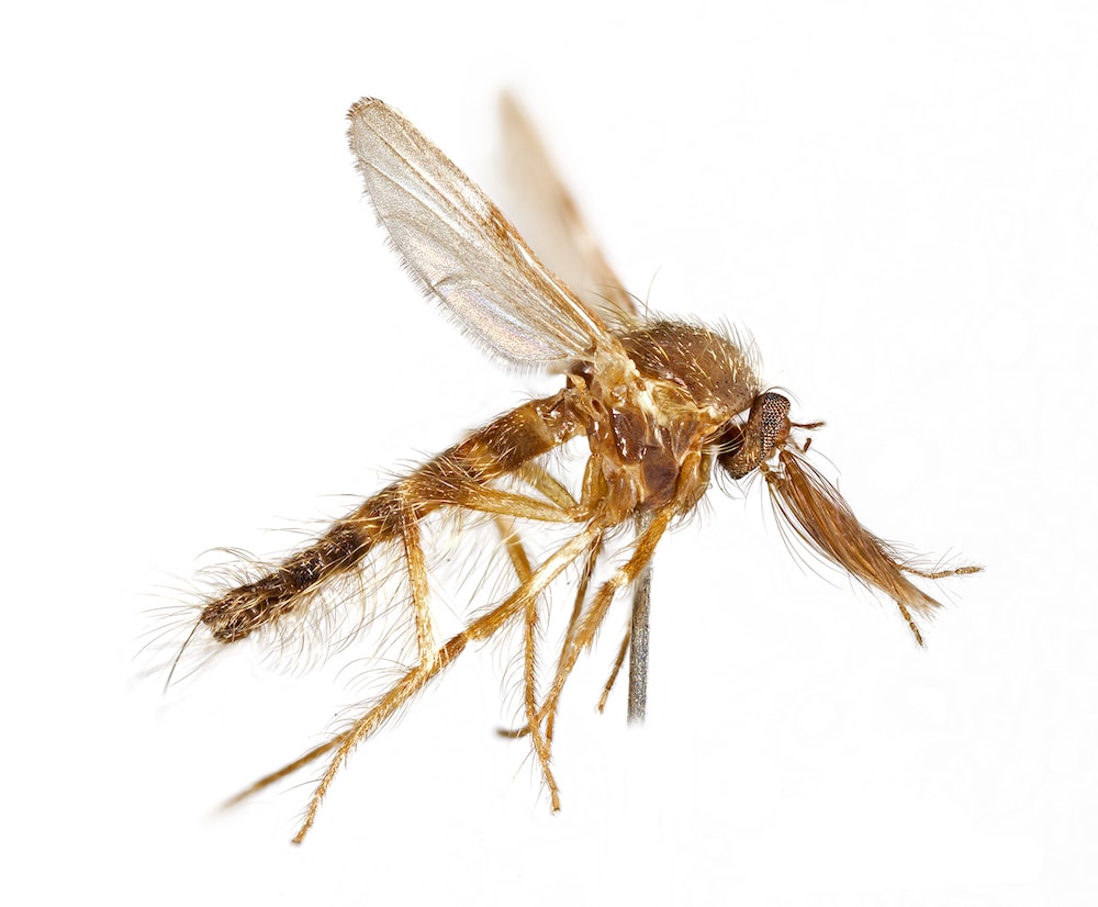 a close up of a chocolate midge, tan sandy brown with a slim body