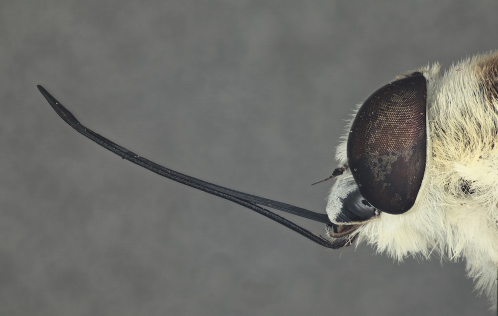 a close up of a fly where you can see its large eye and long proboscis