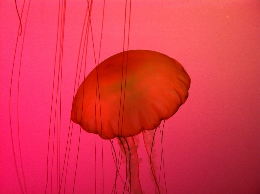 translucent jellyfish against red background