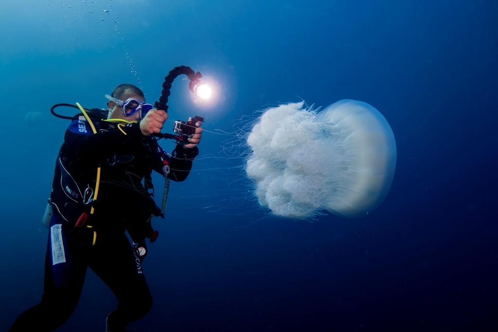 scuba diver photographing poofy white jellyfish