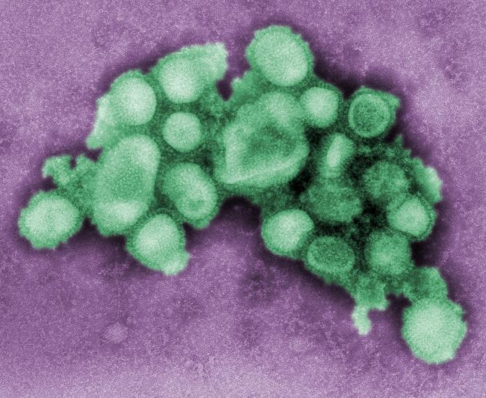 microscopic view of flu virus