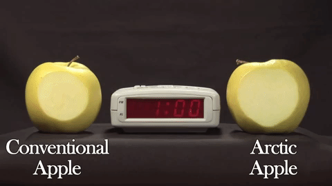 timelapse of two green apples sliced, the conventional browning more over time than the genetically modified one