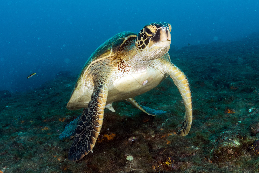 a green sea turtle