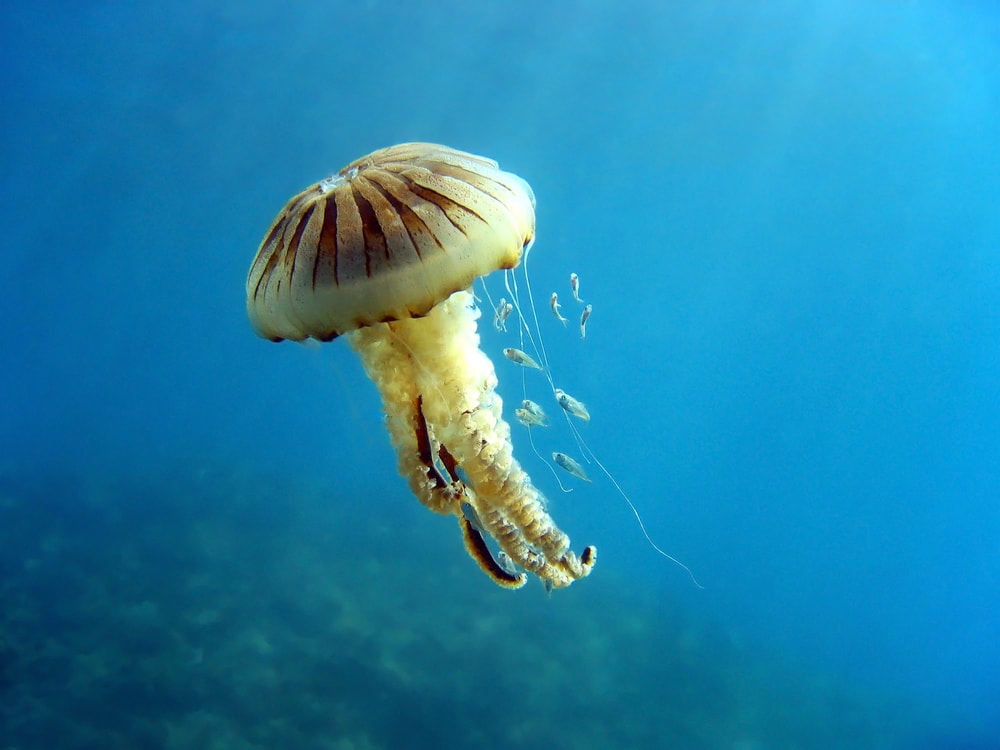 a jellyfish