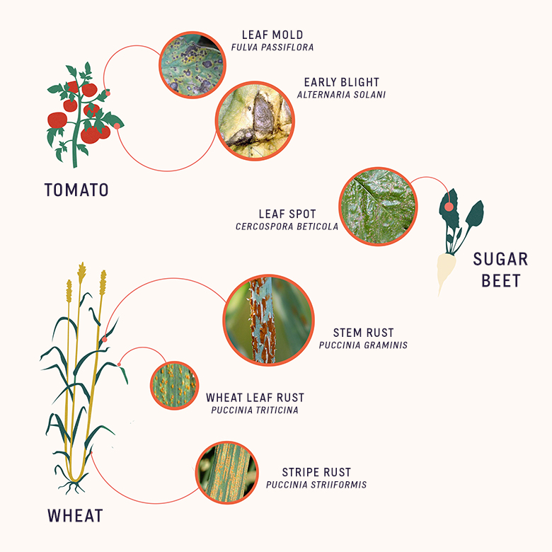 fungal pathogens of crops