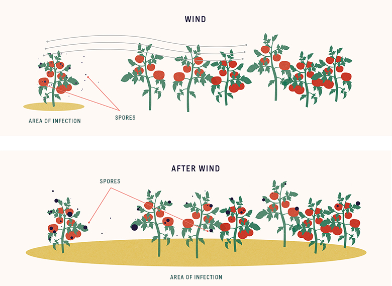 plant disease transmission by wind