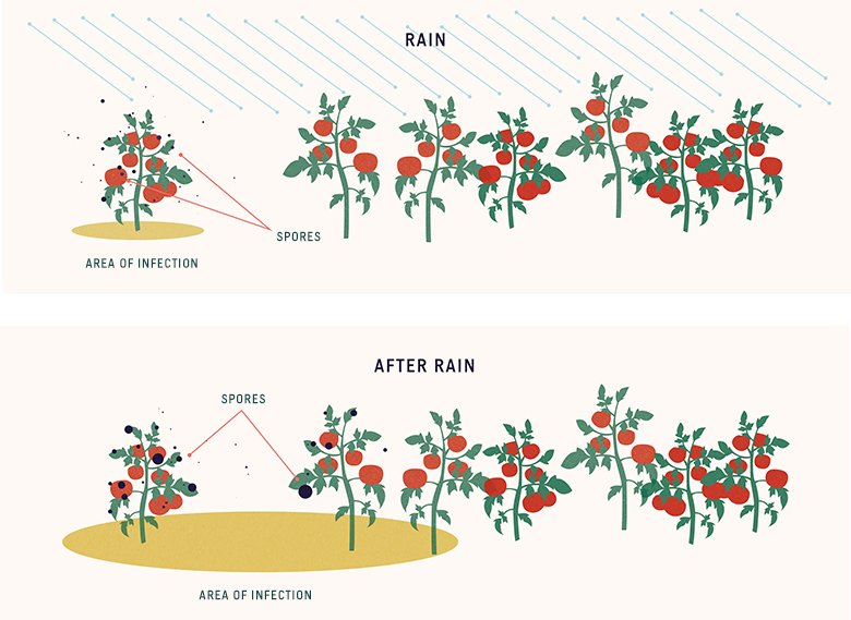 plant disease transmission by rain