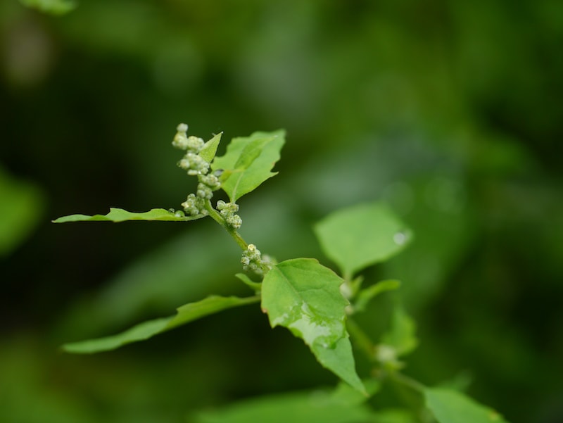 A green plant with tiny green spheres along the stem