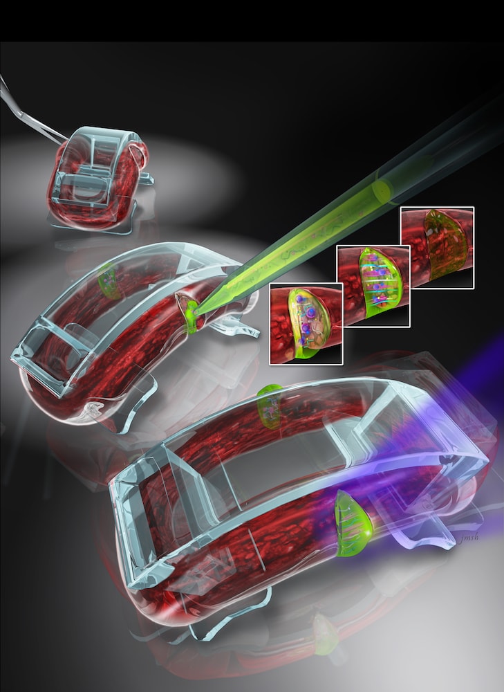 an illustrated schematic cross-section of three rectangular bio-bots with a needle inserting green chemicals into their sides