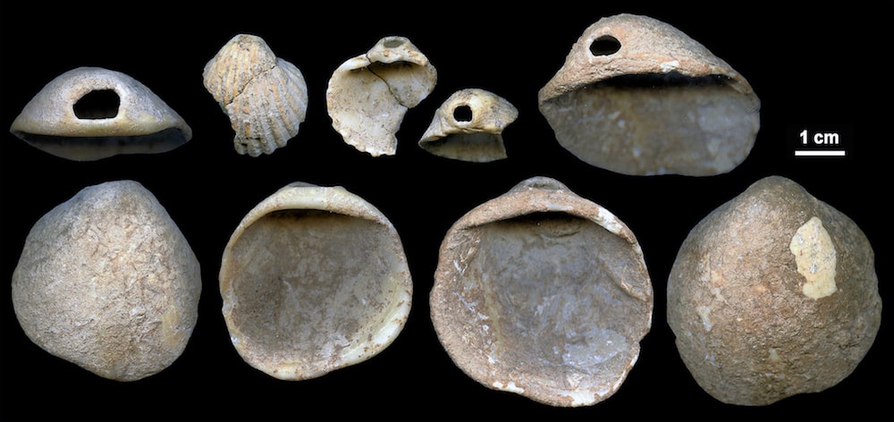 assortment of shells
