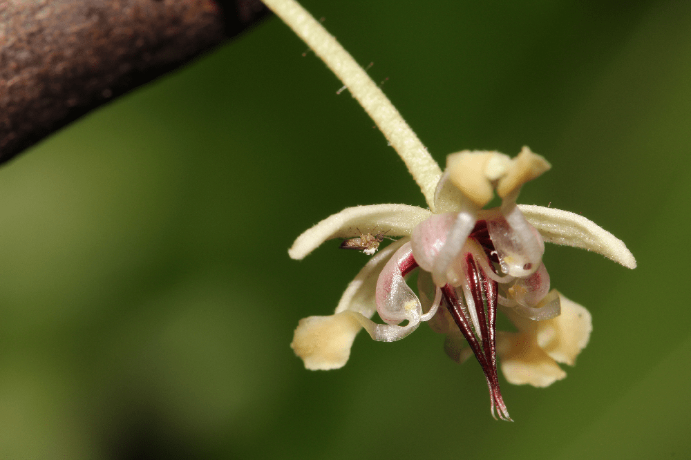 a tiny fly related to the midge flying near a cacao flower. the fly is covered with pollen 