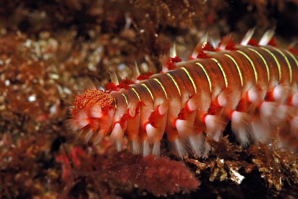 a bright orange sea worm among some sea rocks