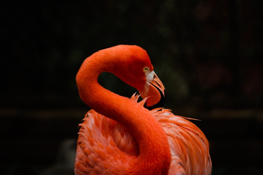 portrait of an American Flamingo (Phoenicopterus ruber)