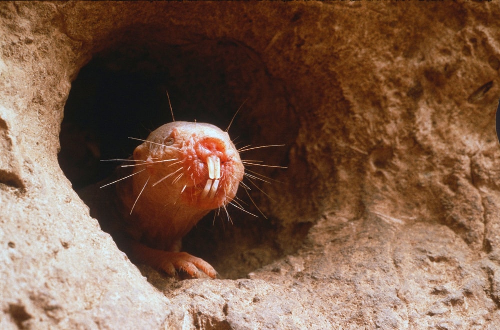 A naked mole rat peeks out of a hole.