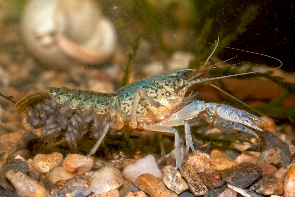 a gray speckled crayfish with eggs beneath tail