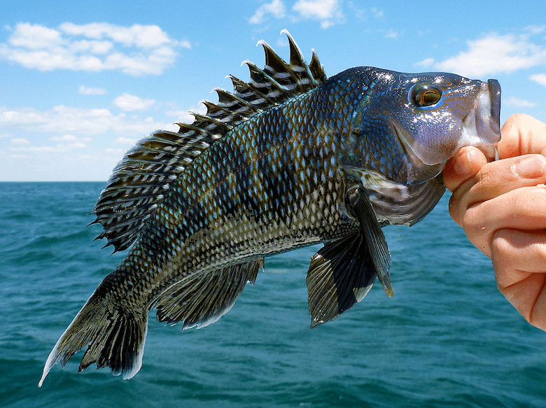 a black sea bass being held by the mouth by a hand