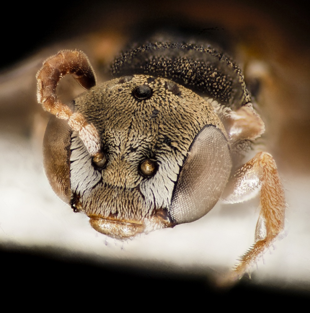 close up of brown fuzzy bee