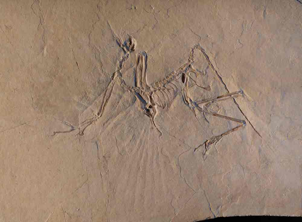 fossil of a bird archaeopteryx