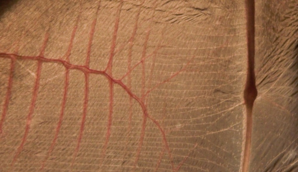 a close up of a stretched bat wing