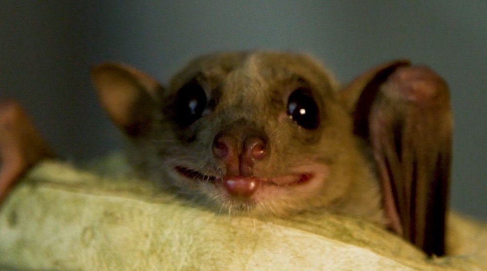 Reasons To Go Batty Over Bats