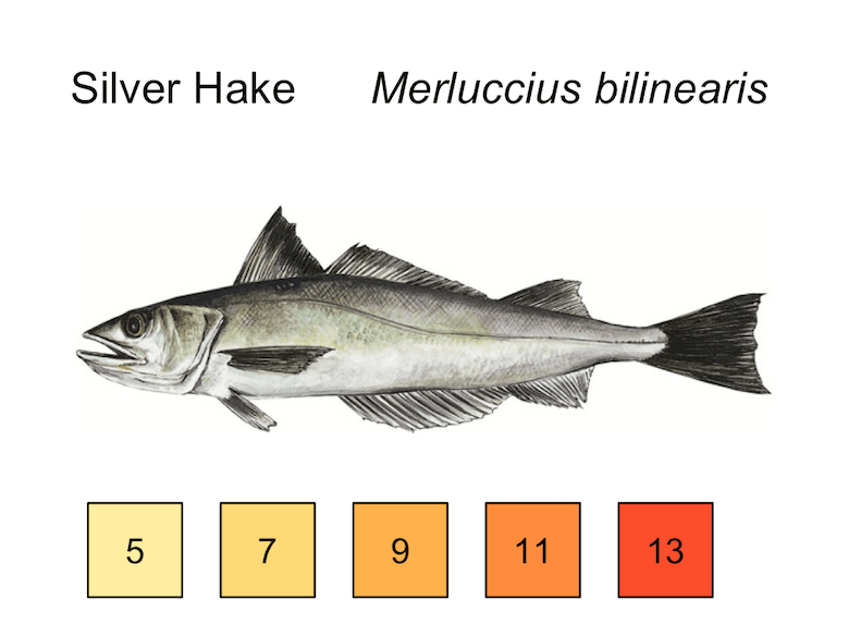 silver hake merluccius bilinearis with temperature gradient: 5, 7, 9, 11, 13