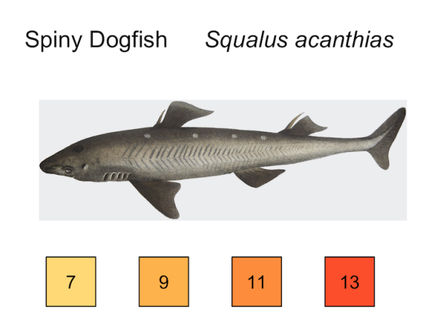 spiny dogfish illustration, temp preferences 7, 9, 11, 13