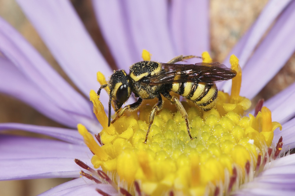 bee on yellow center of flower