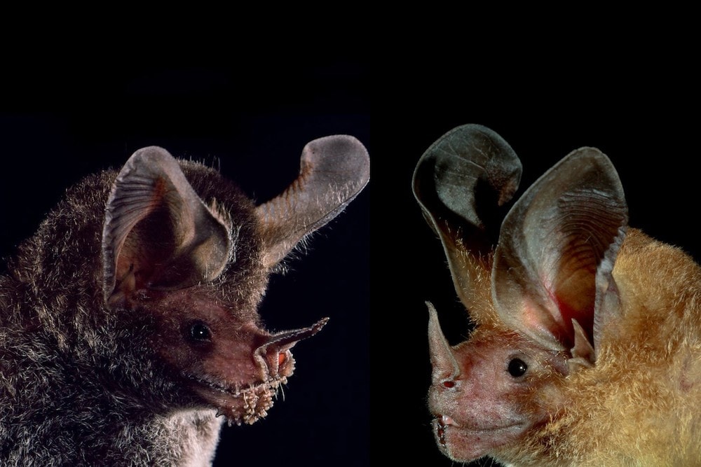 two different species of bats facing each other