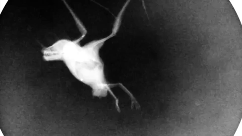 an x-ray video of a bat flapping its wings