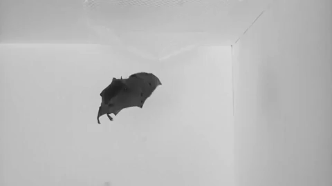 A bat flying and landing upside down