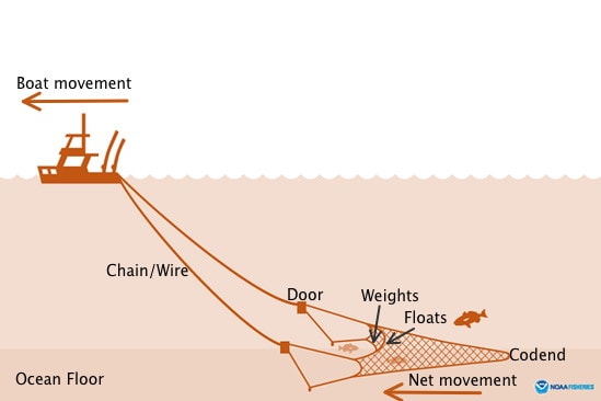 a graphic illustration of a boat traveling left and the bottom trawl collecting behind it