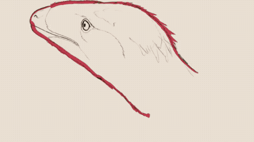 ugueto's process of a dromaeosaurid