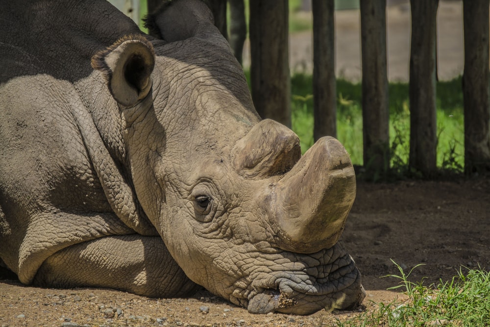 sudan the northern white rhino laying down