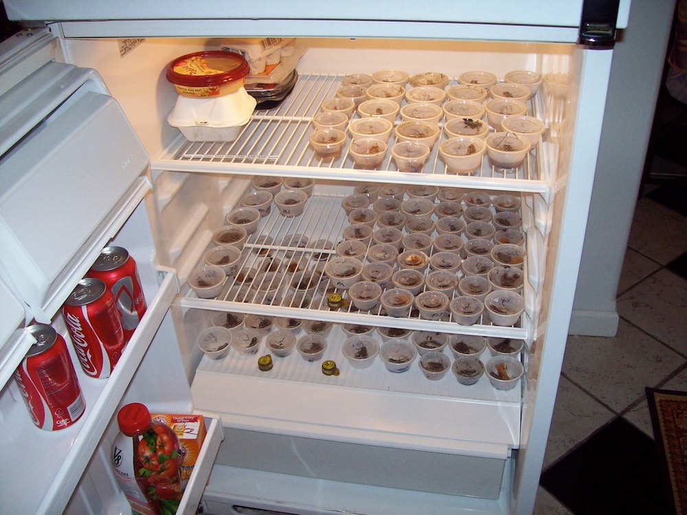 little containers of frogs filling up shelves of a fridge. there's also cans of coke and hummus in the fridge