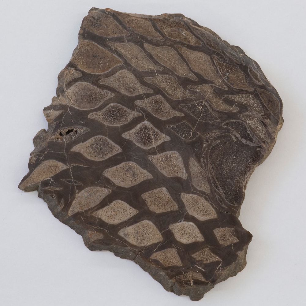 fossil of a plant that looks a lot like a pineapple surface