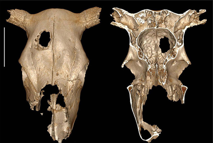 cross section of cow skull with hole in it