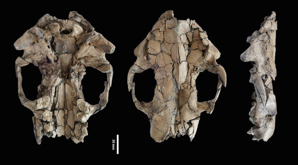 fossilized skull, three different angles