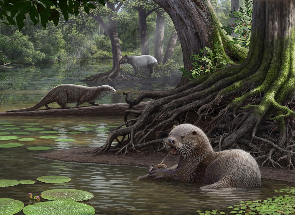 illustration of a giant otter in a marsh-like forest holding an oyster