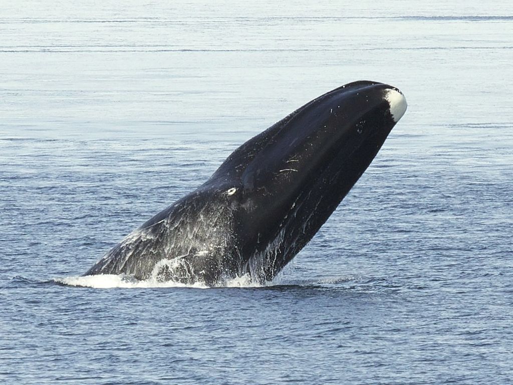 whale coming up for air in ocean